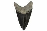 Collector Quality, Lower Megalodon Tooth - Georgia #72803-1